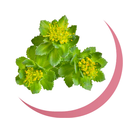 Rhodiola Rosea