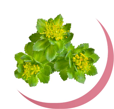 RHODIOLA ROSEA